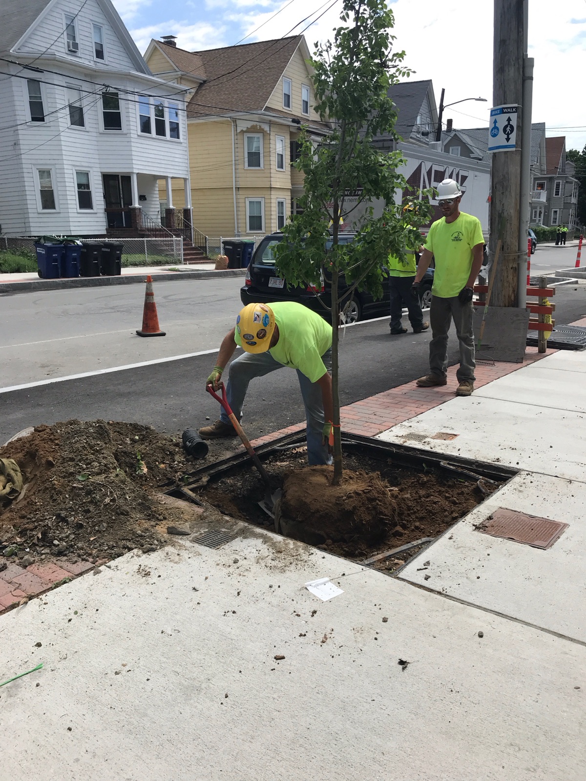 City workers plant a new tree on Beacon Street
