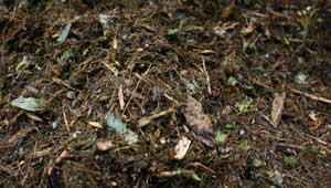 Soil from compost