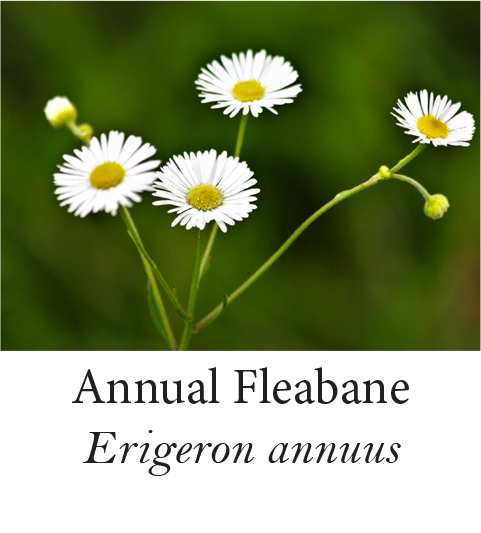 Annual Fleabane