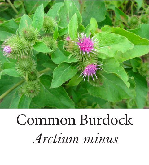 Common Burdock