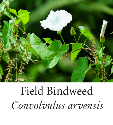 Field Bindweed