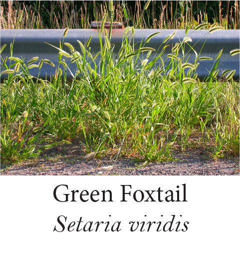 Green Foxtail