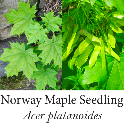 Norway Maple Seedling