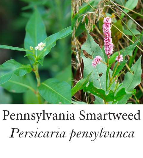 Pennsylvania Smartweed