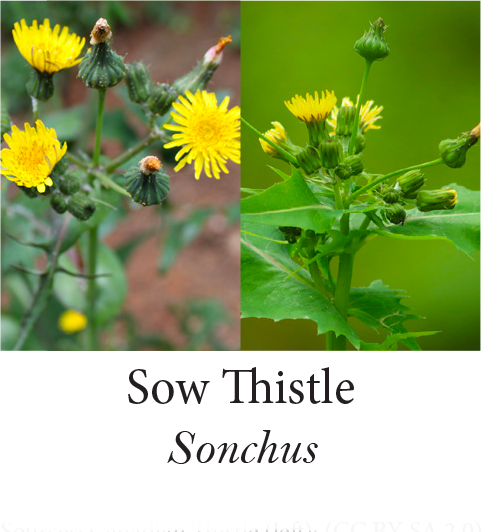 Sow Thistle