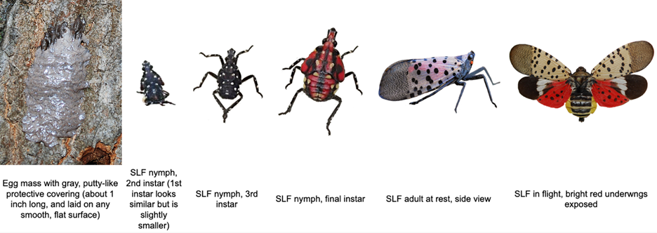 Life stages of the Spotted Lanternfly