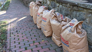 Leaf bags lined up for collection