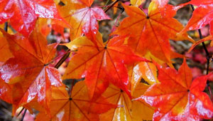 Red maple tree leaves