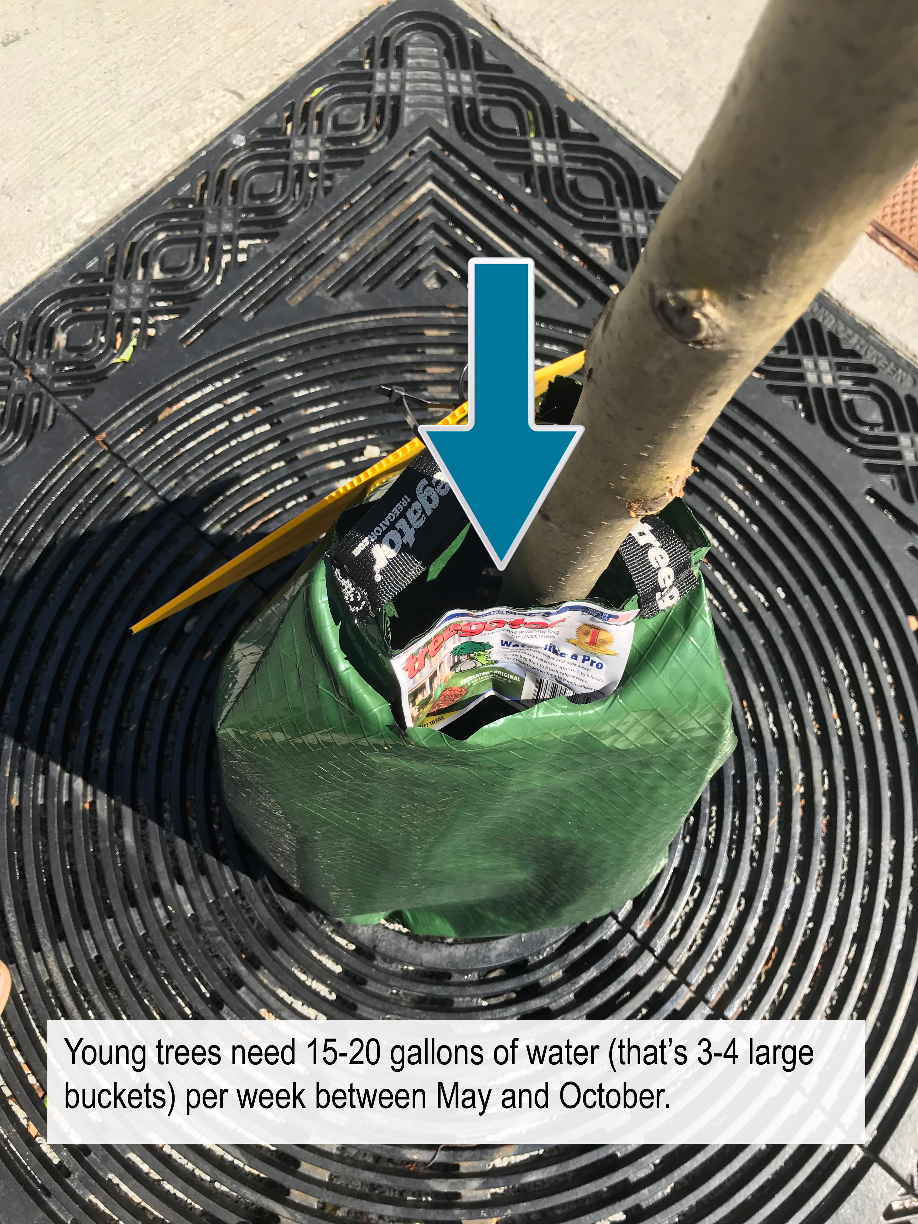 Young trees need 15-20 gallons (3-4 large buckets) per week between May and October